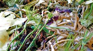 Green waste